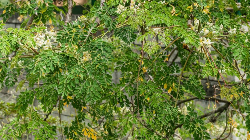 Como plantar moringa e aproveitar todas as partes da planta