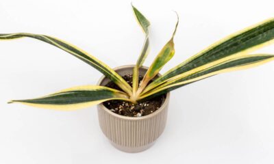 Cinco erros que estão matando suas plantas sem você perceber