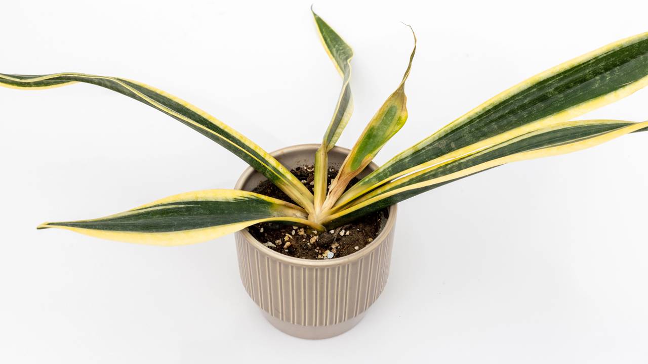 Cinco erros que estão matando suas plantas sem você perceber