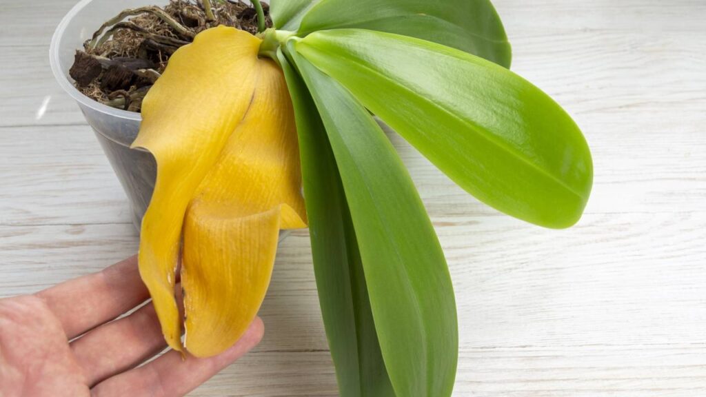 Cinco erros que estão matando suas plantas sem você perceber