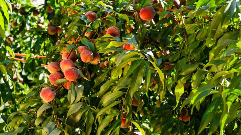 Quanto custa plantar nectarina e adaptar ao clima tropical