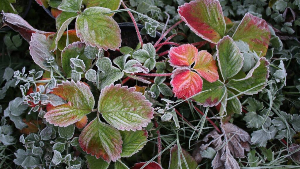 Aqui em casa usei jornal e consegui salvar minha plantinha do frio