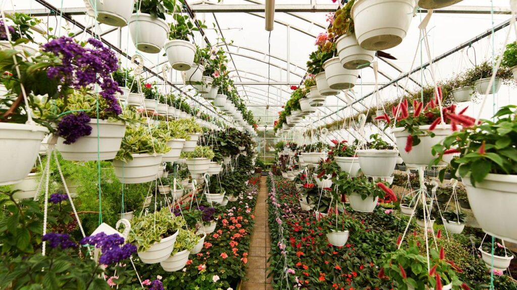 Como usar plantas pendentes para decorar ambientes pequenos