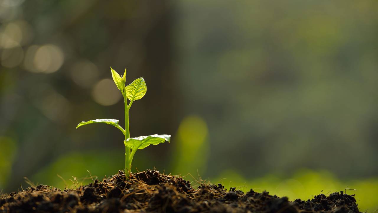 Essa frutífera cresce em qualquer solo e virou febre entre iniciantes