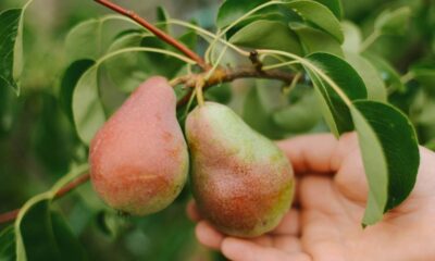 Quanto custa plantar pera e cuidar da poda corretamente em casa
