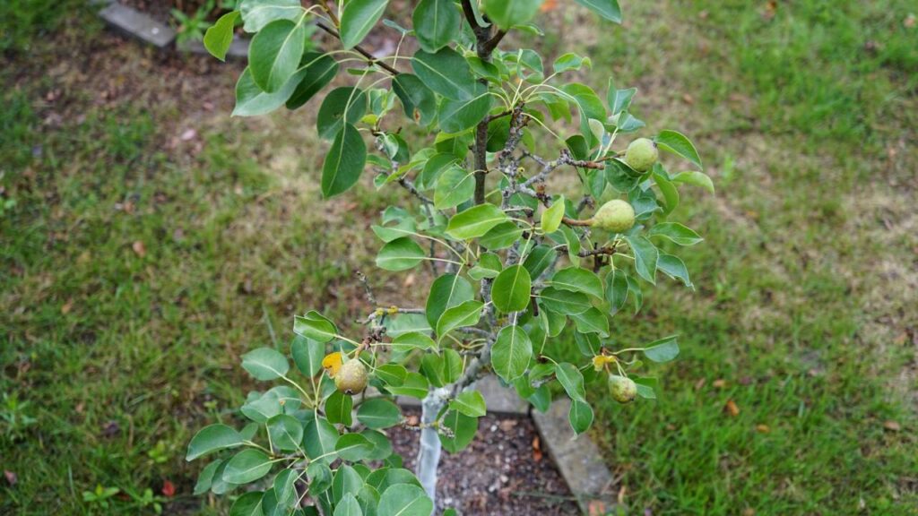 Quanto custa plantar pera e cuidar da poda corretamente em casa