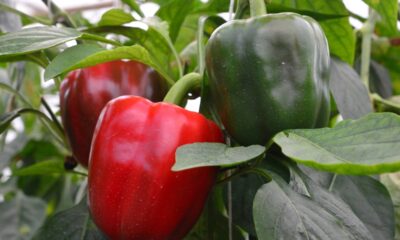 Como plantar pimentão e ter frutos o ano todo