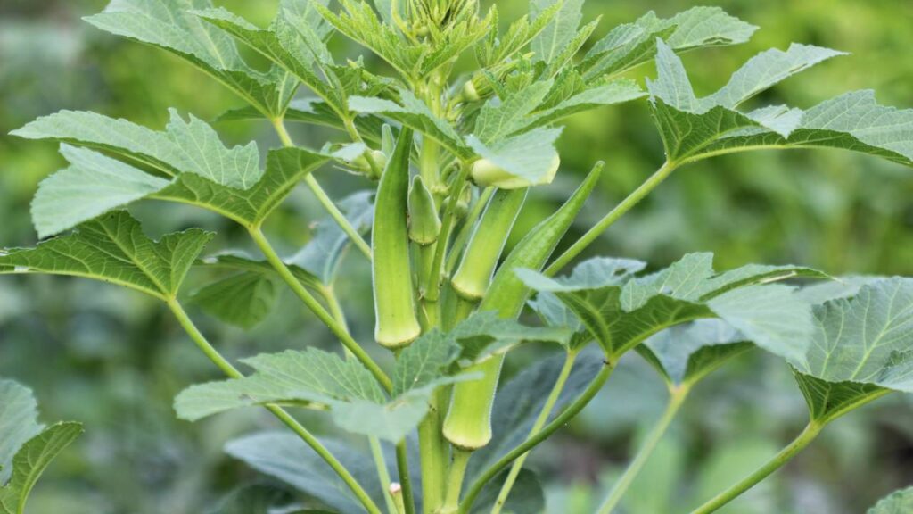 O quiabo que cresce bonito e forte quando você mantém os pulgões longe com esse cuidado