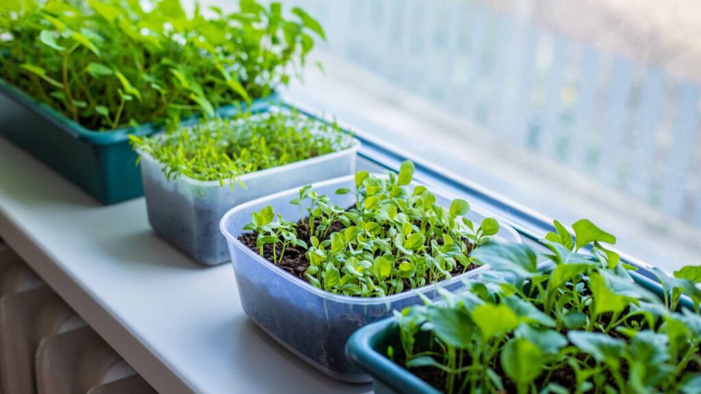 Como plantar rúcula em vasos pequenos e colher folhas frescas em apenas 30 dias