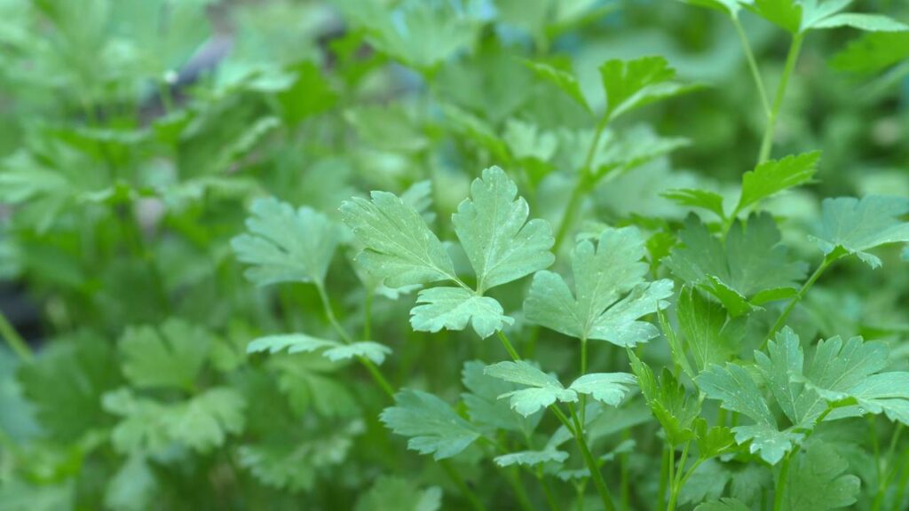 Como plantar salsa e garantir folhas frescas o ano todo