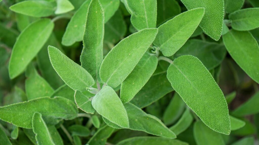 O vegetal que, quando frito, engana até quem jura que é peixe