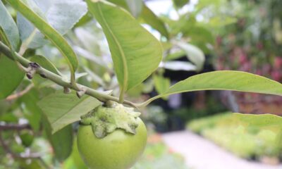 Como plantar sapoti e garantir colheita com sabor intenso