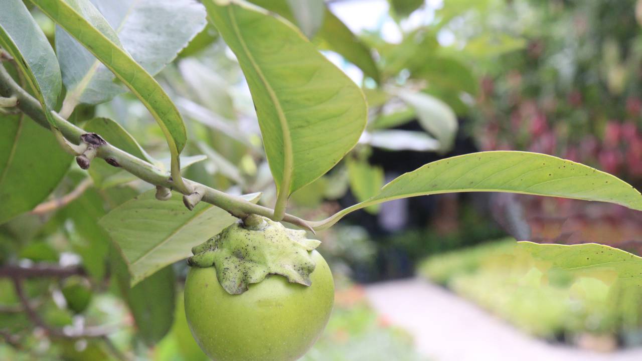 Como plantar sapoti e garantir colheita com sabor intenso