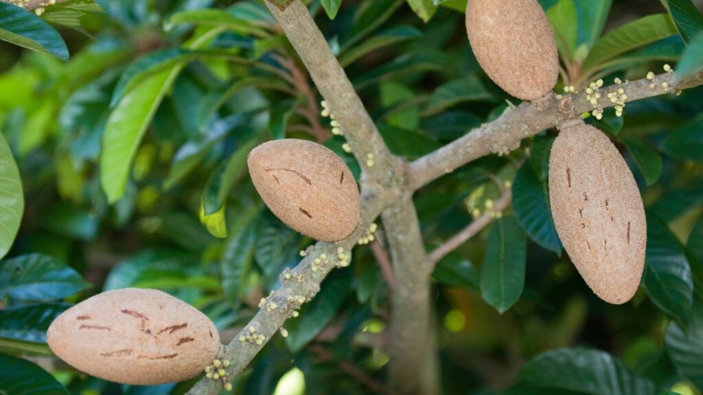Como plantar sapoti e garantir colheita com sabor intenso