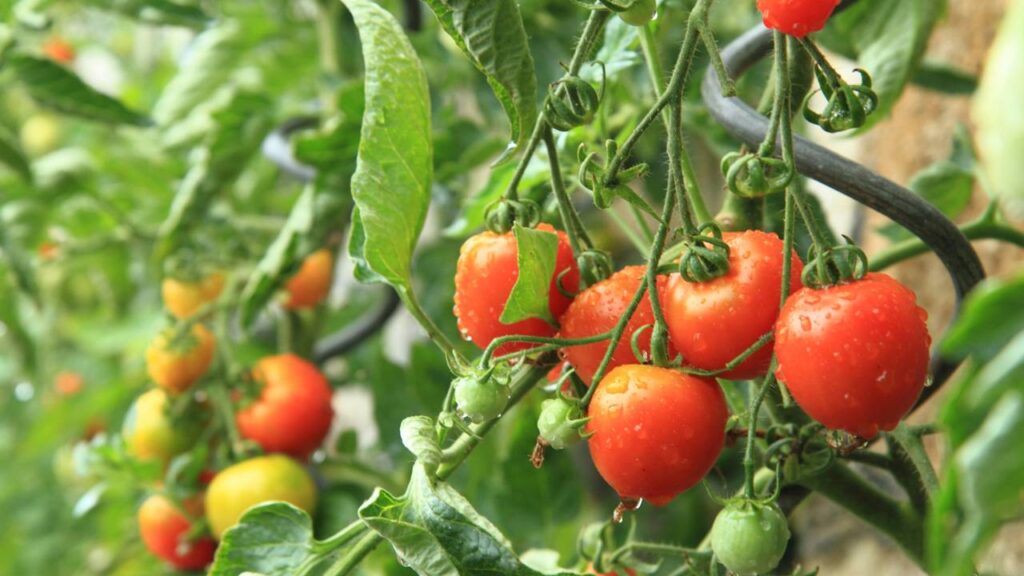 Quanto custa plantar tomate e garantir frutos o ano inteiro com facilidade