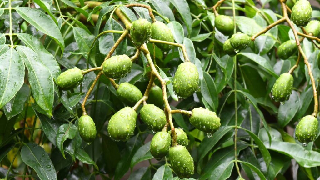 Uma fruta forte e saborosa que cresce bem mesmo em solo pobre