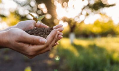 Essa planta é vista como sinal de renovação e recomeço