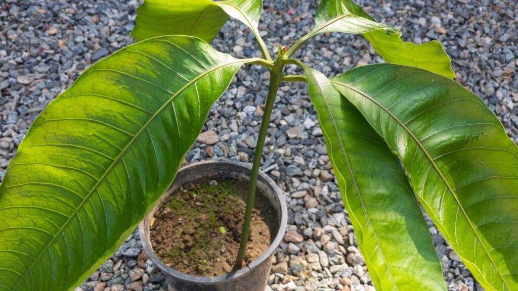 Quanto custa plantar manga e quanto tempo demora para dar frutos em casa