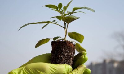 Cambuci como cultivar e preservar uma fruta da Mata Atlântica brasileira