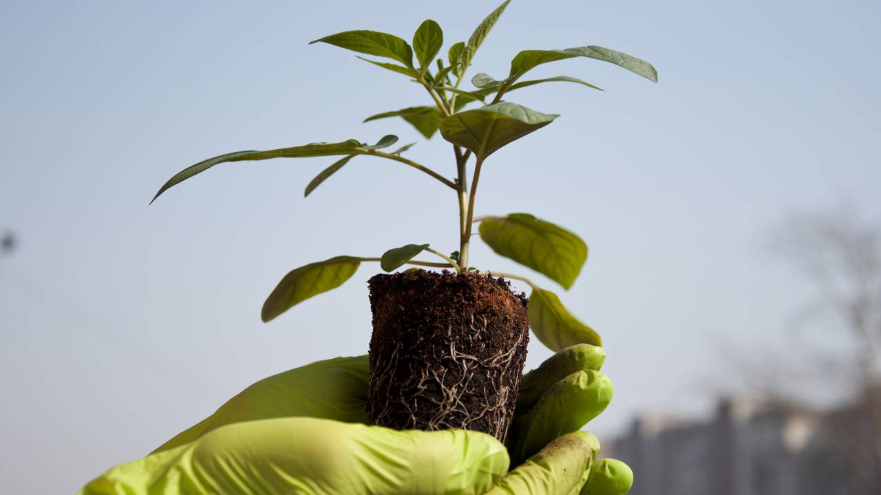 Cambuci como cultivar e preservar uma fruta da Mata Atlântica brasileira
