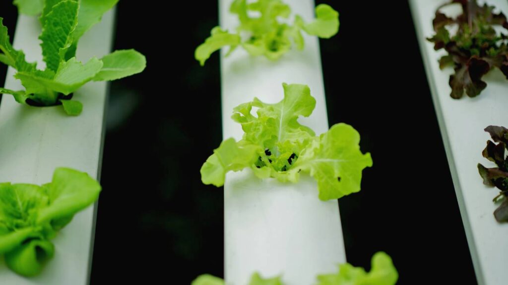 Como plantar alface usando apenas água e luz natural