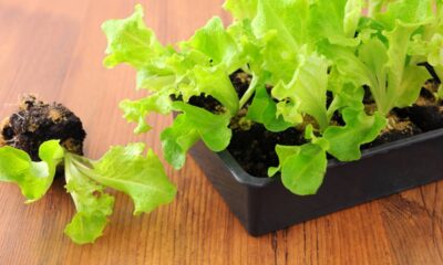 Meu vizinho me ensinou a plantar alface em garrafa PET e deu super certo