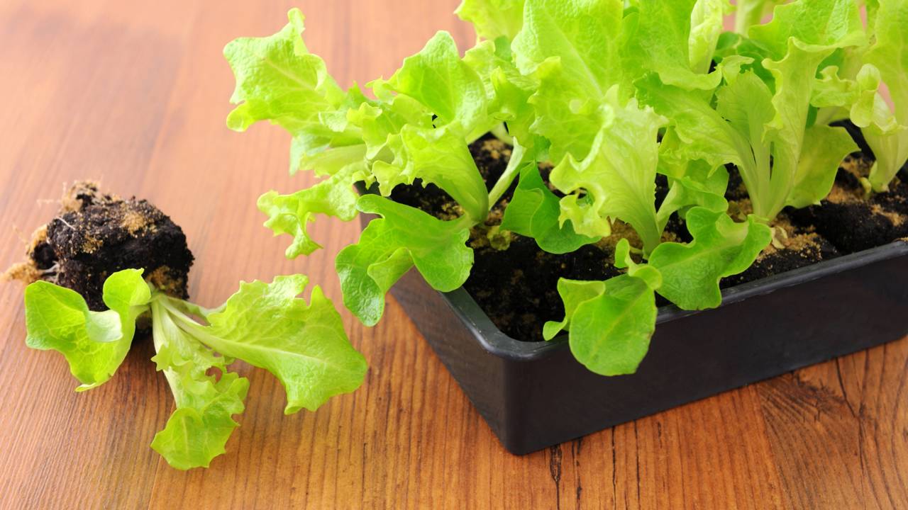 Meu vizinho me ensinou a plantar alface em garrafa PET e deu super certo