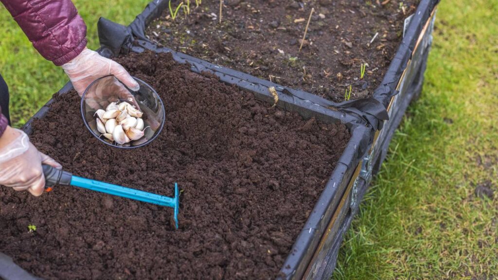 Como plantar alho em casa e garantir tempero fresco sempre