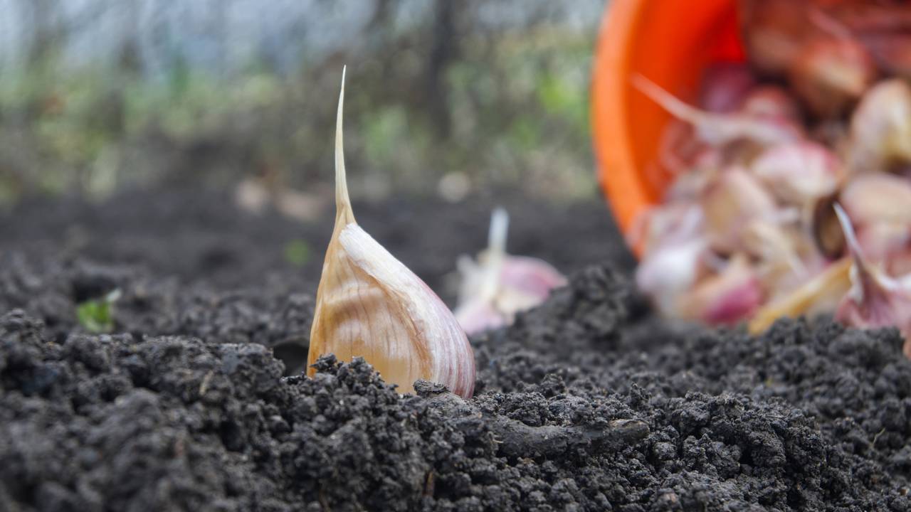 Como plantar alho em casa e garantir tempero fresco sempre