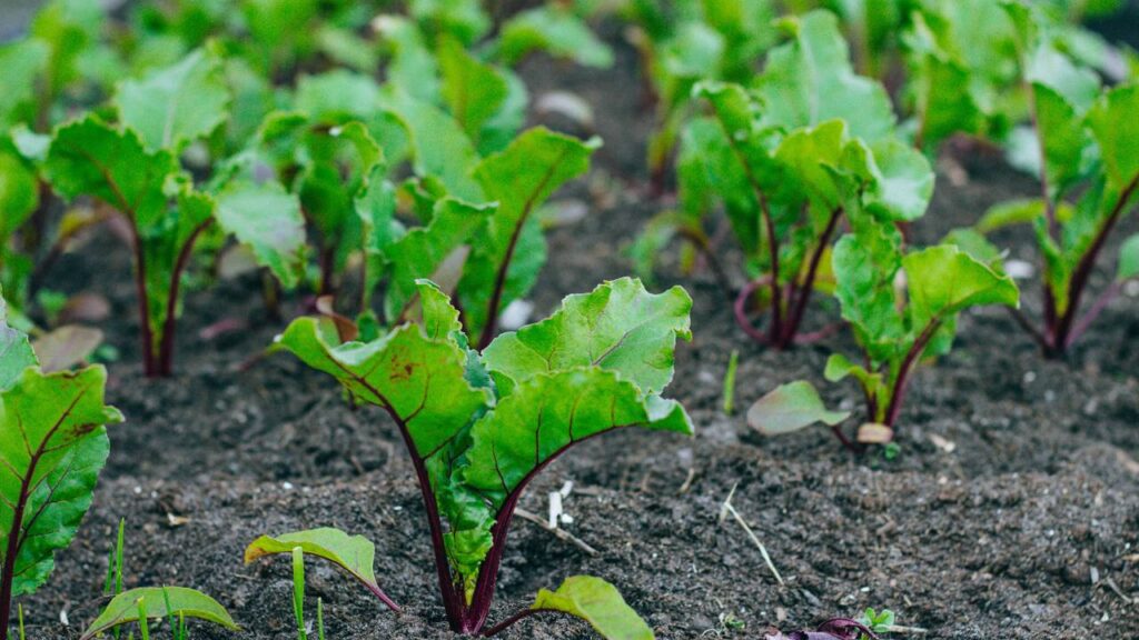 Como plantar beterraba e deixar o solo fértil naturalmente