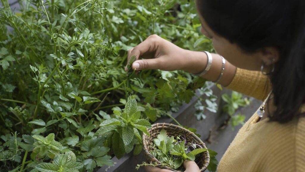 Como plantar ervas aromáticas juntas sem competição de raízes