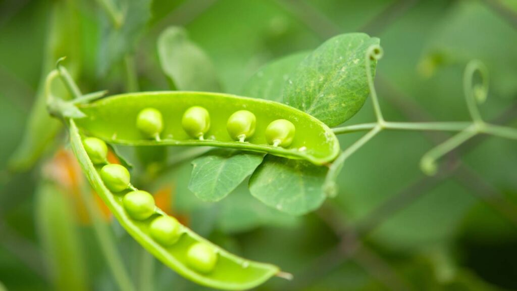 O jeito de plantar ervilha que ajuda a colher vagens sempre verdinhas