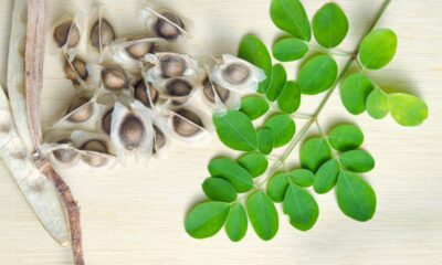 Como plantar moringa e aproveitar todas as partes da planta