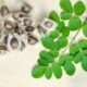 Como plantar moringa e aproveitar todas as partes da planta