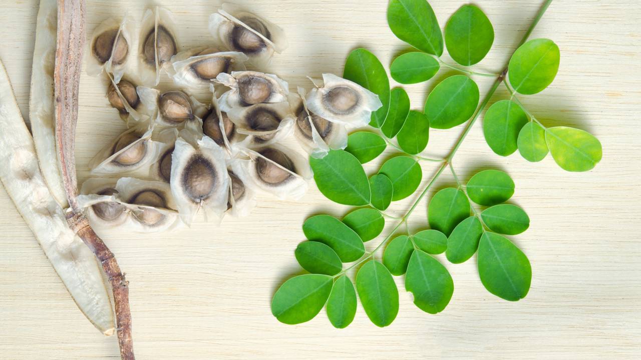 Como plantar moringa e aproveitar todas as partes da planta
