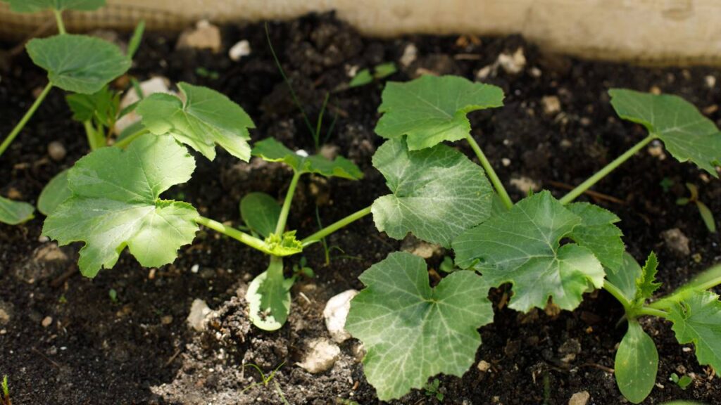 O jeito de plantar pepino que evita folhas amareladas sem muito esforço