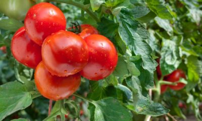 Quando plantar mudas de tomates em 2026 para garantir mudas fortes e frutos rápidos