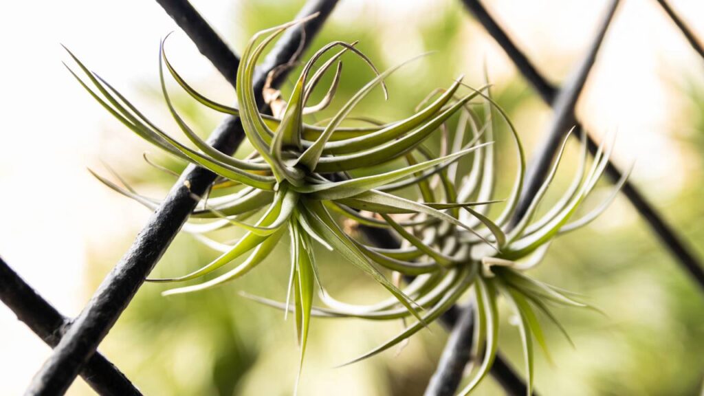 A planta que vive suspensa e cresce sem tocar na terra