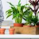 Plantas perfeitas para apartamentos que quase não precisam de sol