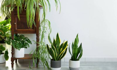 A planta que elimina toxinas do ar e ainda deixa sua casa mais bonita e saudável