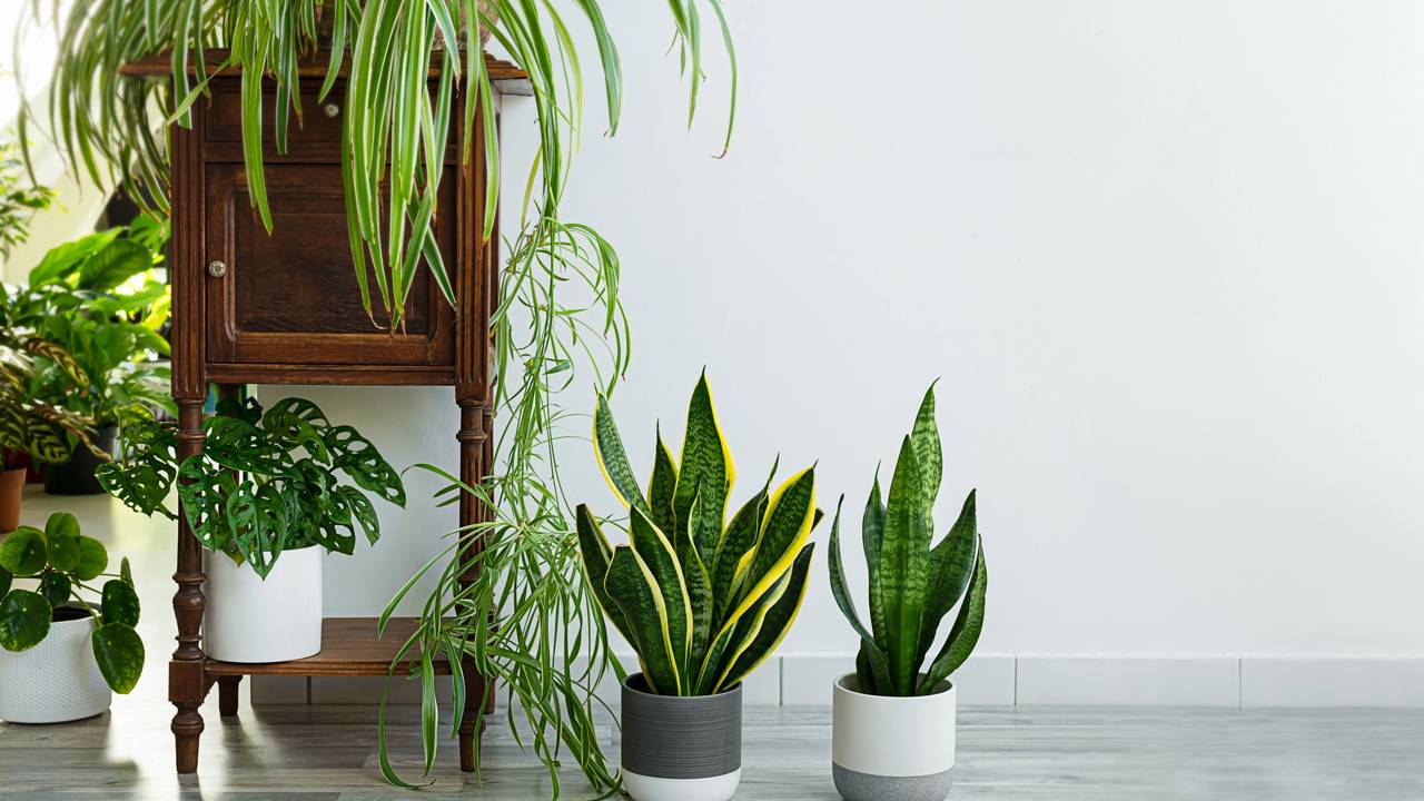 A planta que elimina toxinas do ar e ainda deixa sua casa mais bonita e saudável