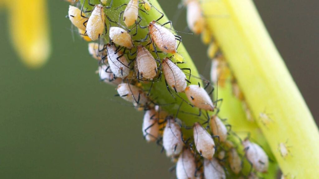 Pulgões não chegam nem perto com essa solução barata que muita gente já tem esquecida em casa