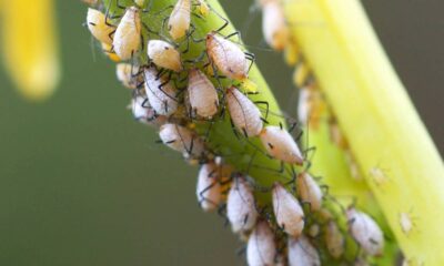 O quiabo que cresce bonito e forte quando você mantém os pulgões longe com esse cuidado
