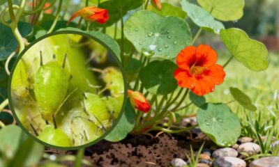 Plantas que afastam pulgões e deixam as hortaliças mais fortes sem muito esforço