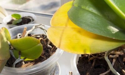 Suas plantas amarelam? Veja quando é hora de agir no cuidado diário