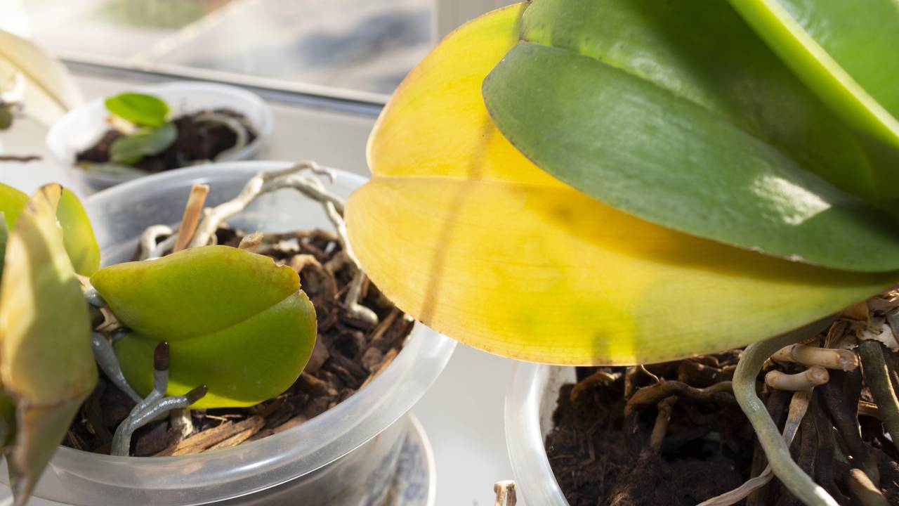 Suas plantas amarelam? Veja quando é hora de agir no cuidado diário