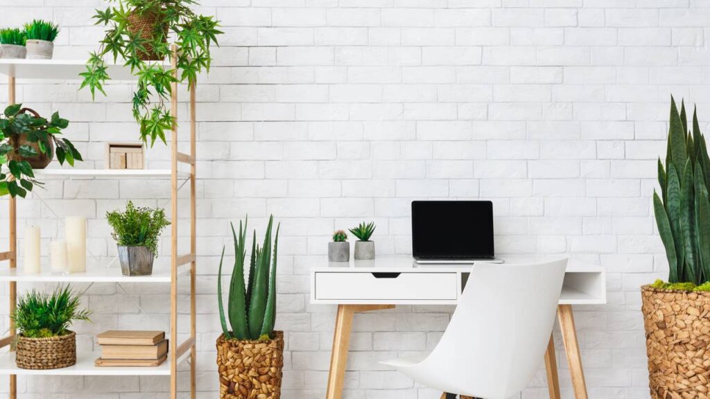 As plantas mais indicadas para escritórios e home office