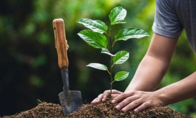 Árvores frutíferas para plantar em casa: melhores espécies, solo ideal e cuidados