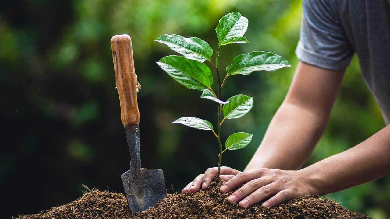 Árvores frutíferas para plantar em casa: melhores espécies, solo ideal e cuidados