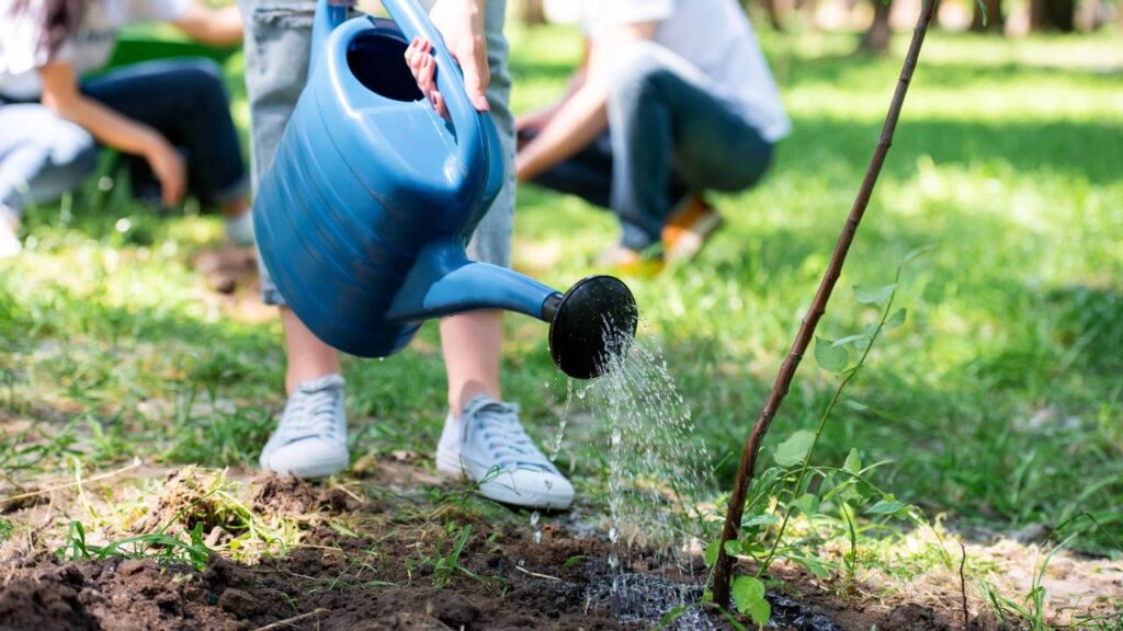 Árvores frutíferas para plantar em casa: melhores espécies, solo ideal e cuidados